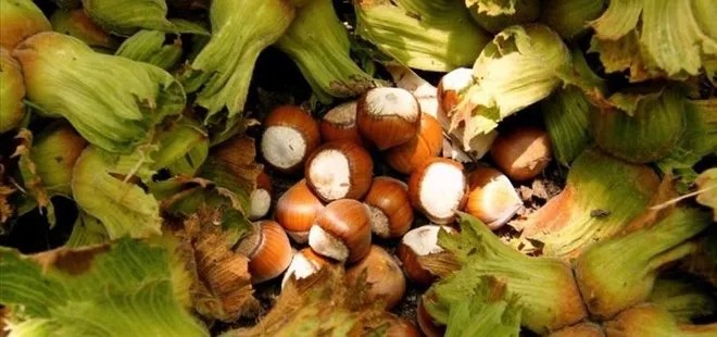 Serbest piyasada fındık fiyatları randıman bazında sert düşüş yaşadı. Sezon