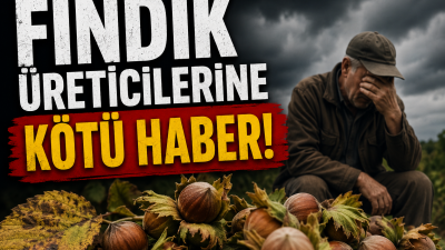 Karadeniz Bölgesi'nin en önemli tarımsal gelir kaynaklarından biri olan fındıkta