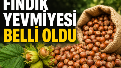 2026 yılı fındık hasadı öncesinde mevsimlik tarım işçilerinin merakla beklediği
